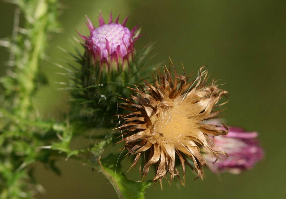 Carduus acanthoides
