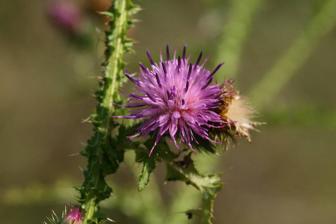 Carduus acanthoides