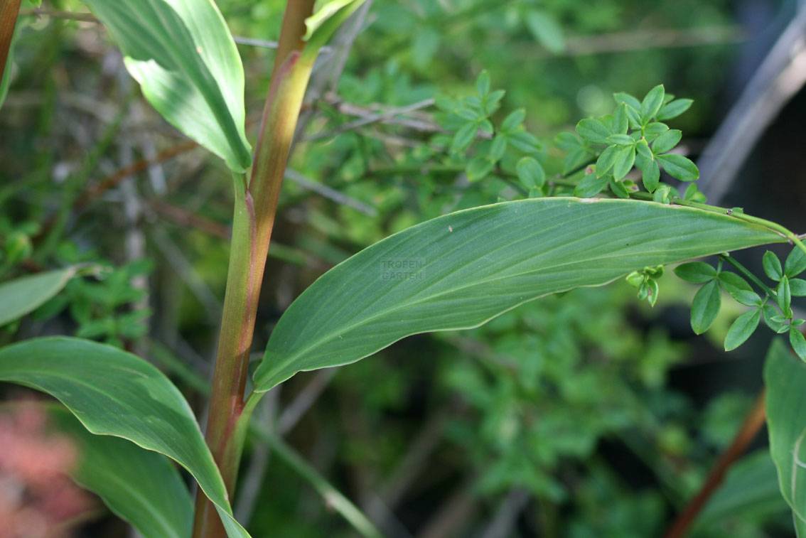 Cautleya spicata