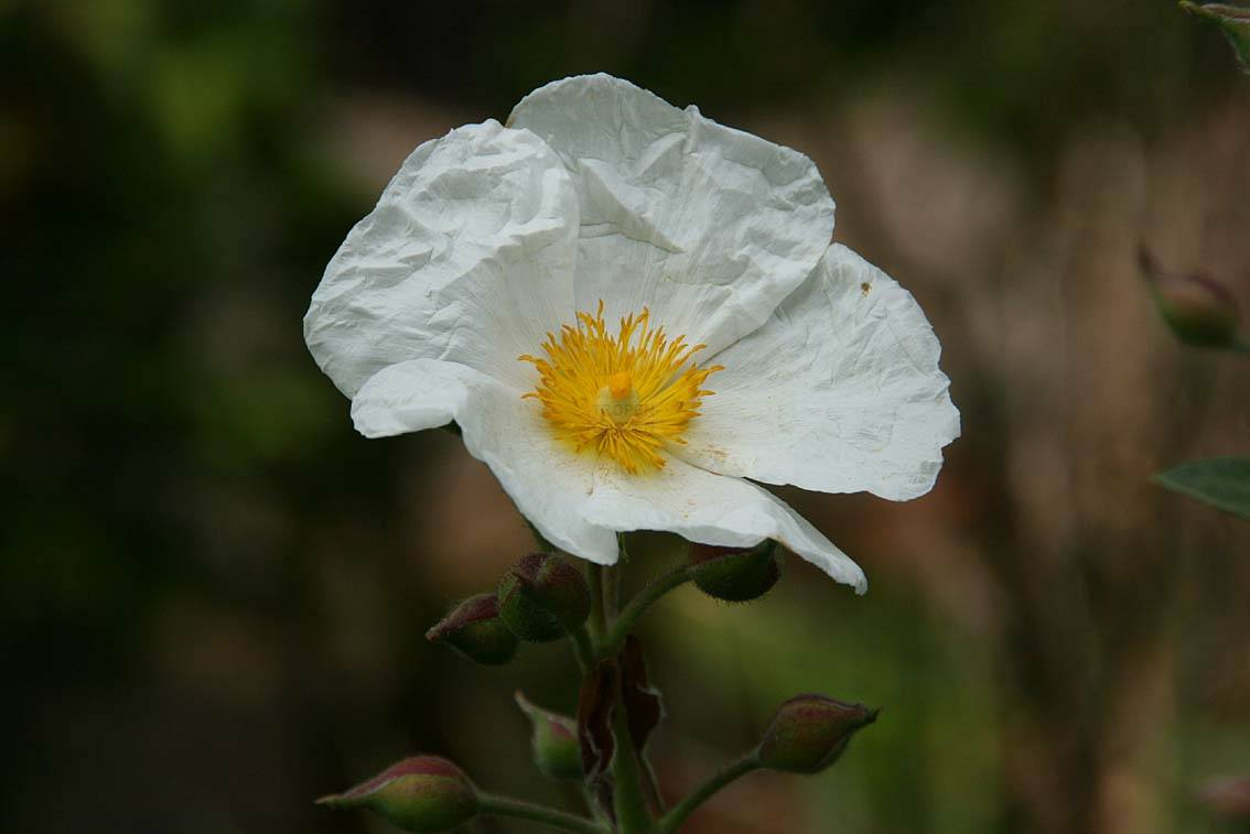 tolle Blüten 150 Samen Lorbeerblättrige Zistrose rock rose Cistus laurifolius 