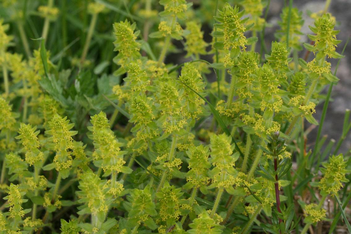Cruciata laevipes