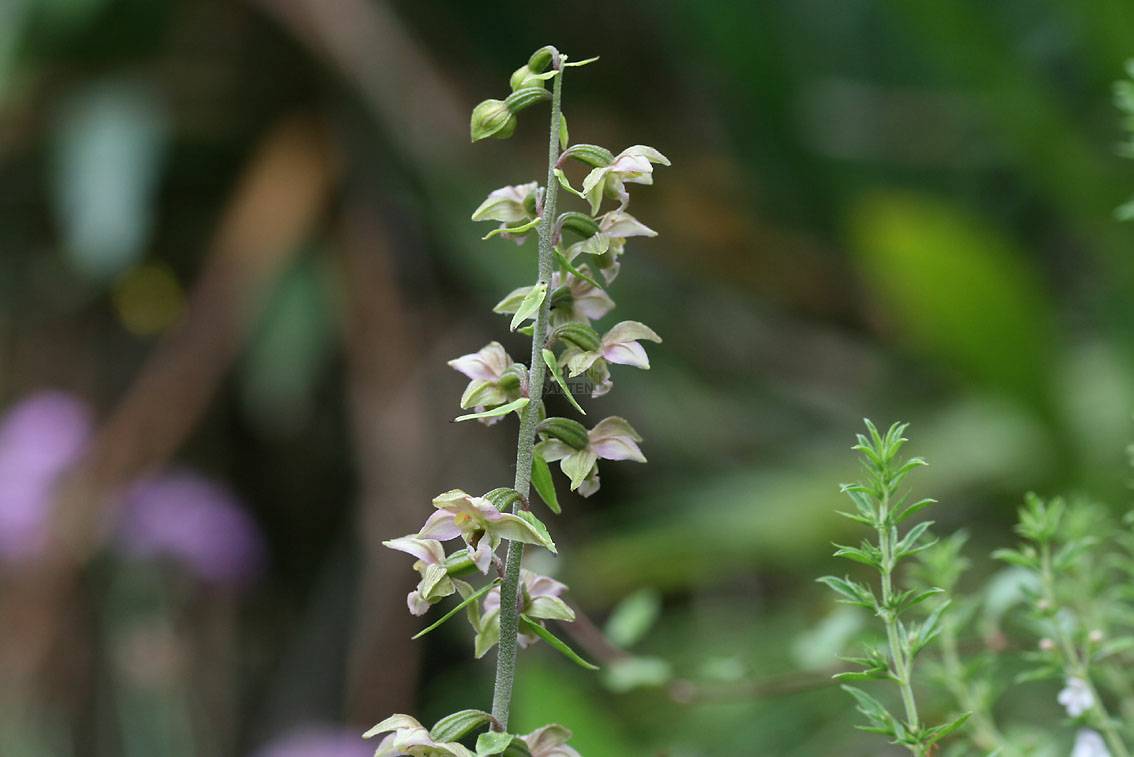Epipactis helleborine