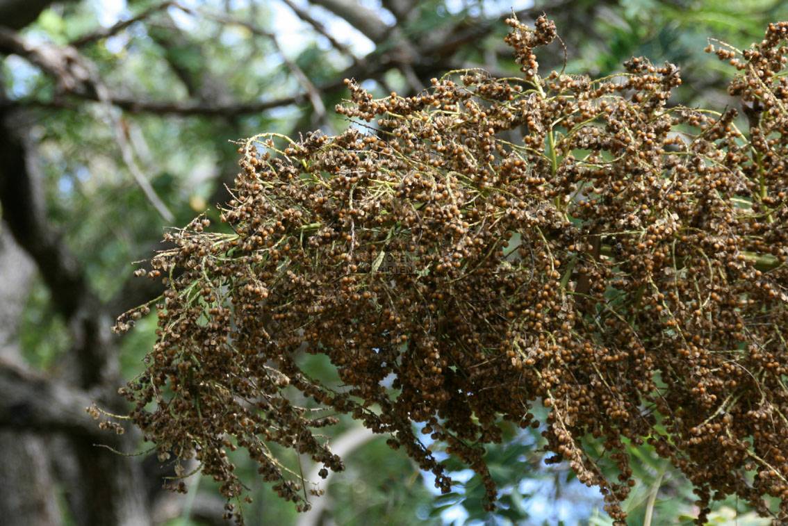 50 Samen der Nolina longifolia,Beaucarnea longifolia G esser Elefantenfuß 