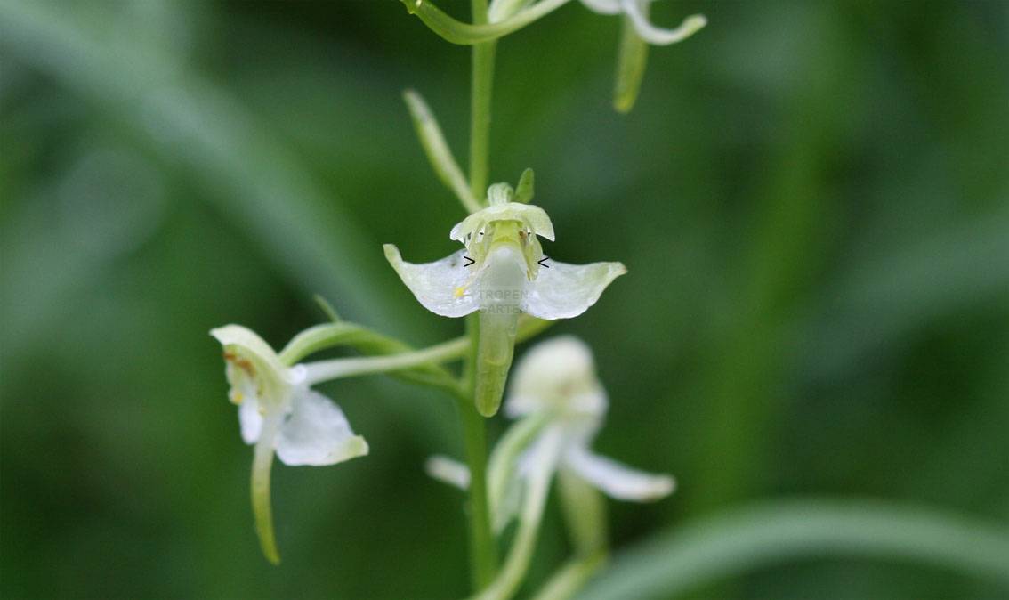 Platanthera chlorantha