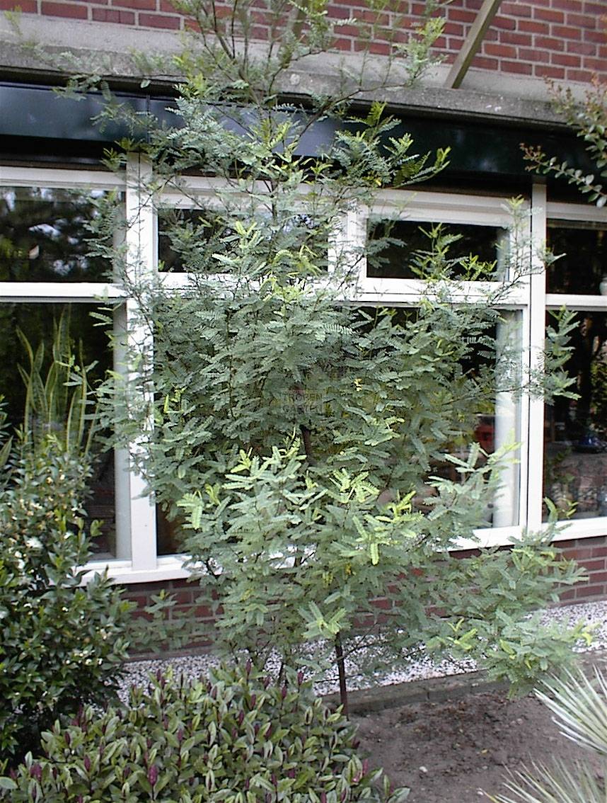 Prosopis