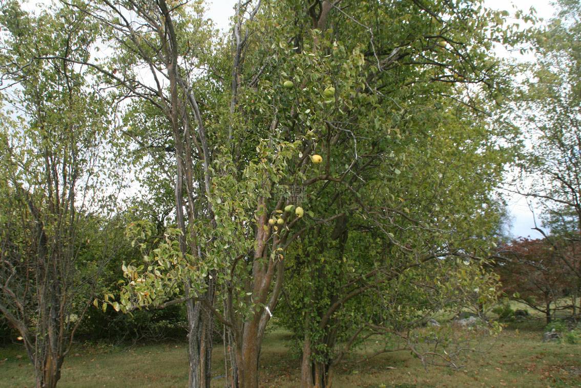 Holz-Quitte Pseudocydonia sinensis Pflanze 25-30cm Chinesische Quitte Rarität 