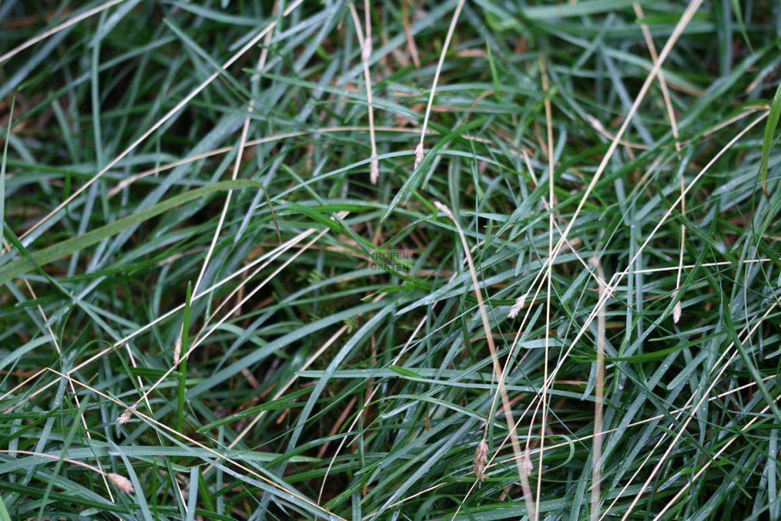 Sesleria caerulea, Kalk-Blaugras