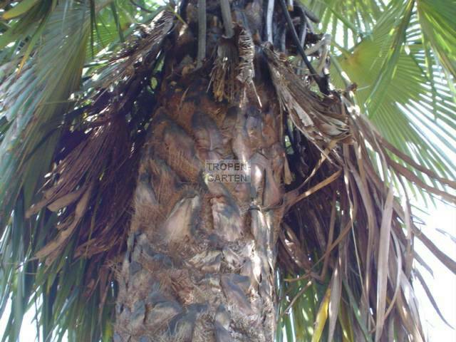 Trachycarpus ukhrulensis