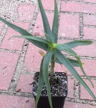 Aloe striatula