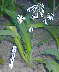 Arthropodium cirrhatum