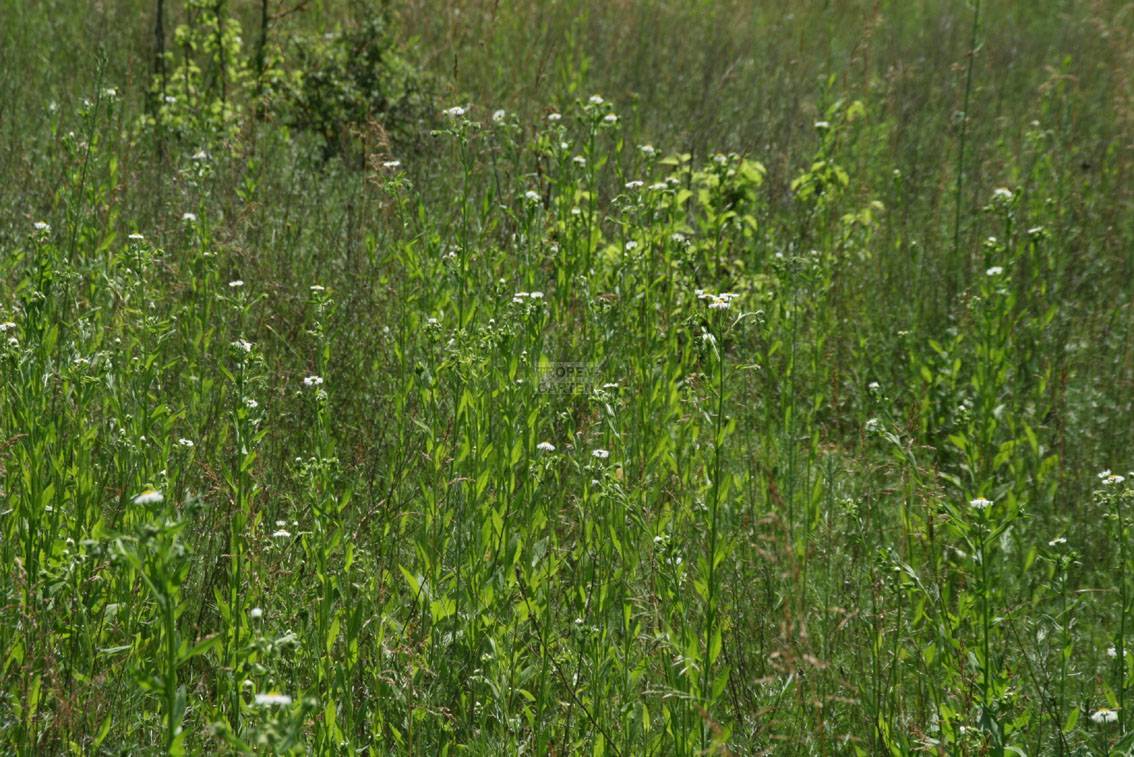 Abb. 4 Individuenreicher Bestand von Erigeron annuus , Wahner Heide,  width=