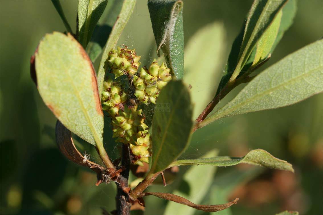 Myrica gale
