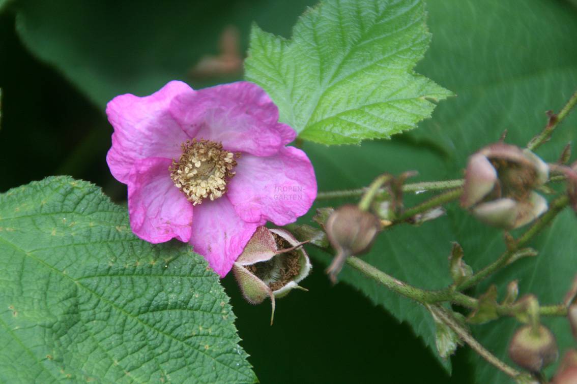 Rubus odoratus
