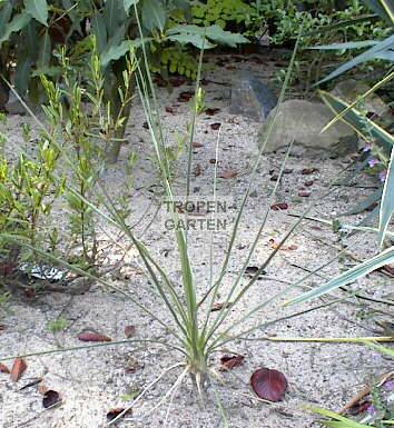 Yucca glauca 'Guerneyi'